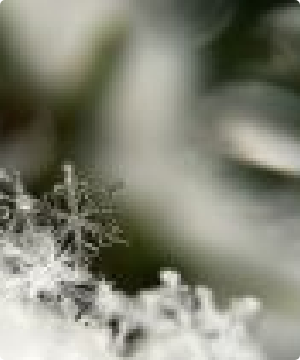 snowflakes small size image